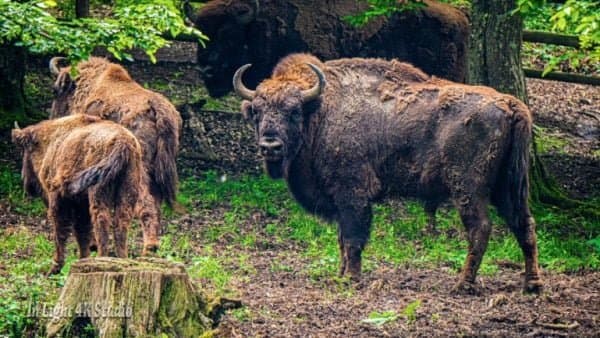 Rezervația de Zimbri Slivuț - Natural Site în Hațeg, DN66